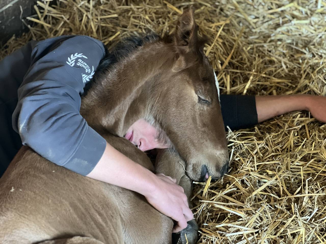 Colt Lusitano For sale 2025 Dark Bay