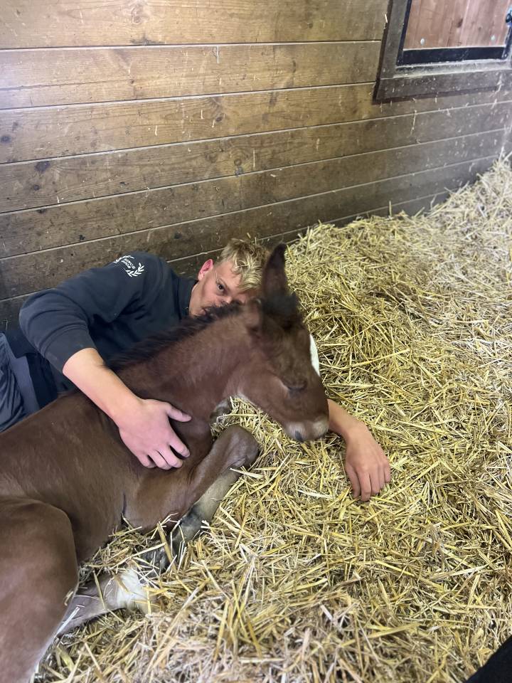 Colt Lusitano For sale 2025 Dark Bay