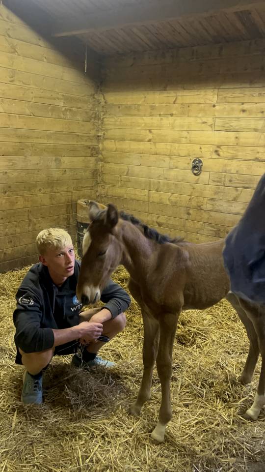 Colt Lusitano For sale 2025 Dark Bay