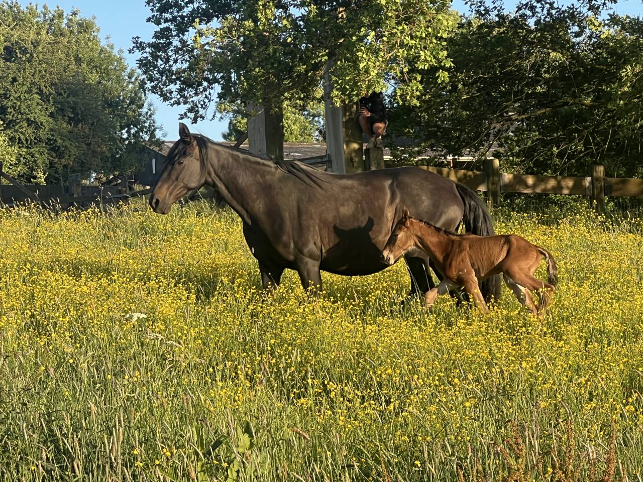 Colt Lusitano For sale 2025 Dark Bay