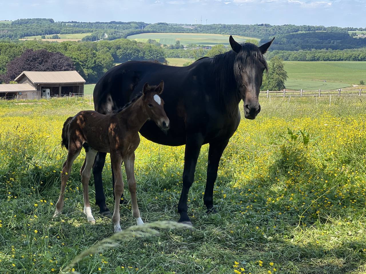 Colt Lusitano For sale 2025 Dark Bay