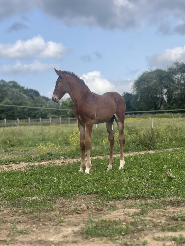 Colt Lusitano For sale 2025 Dark Bay