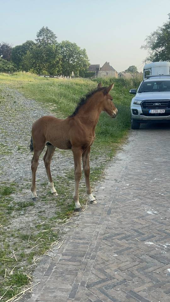 Colt Lusitano For sale 2025 Dark Bay