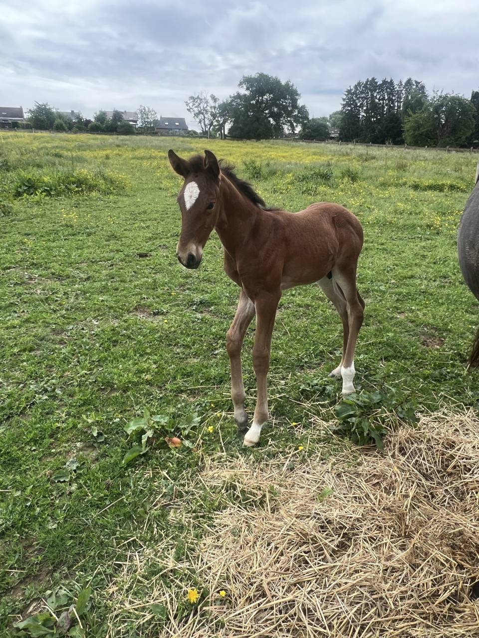 Colt Lusitano For sale 2025 Dark Bay