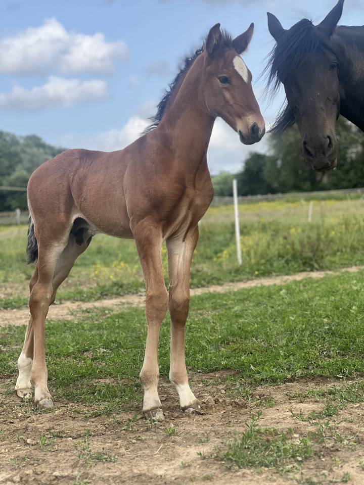 Colt Lusitano For sale 2025 Dark Bay