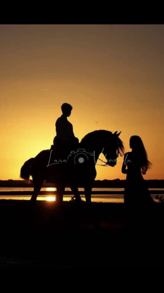 Colt Lusitano For sale 2025 Dark Bay