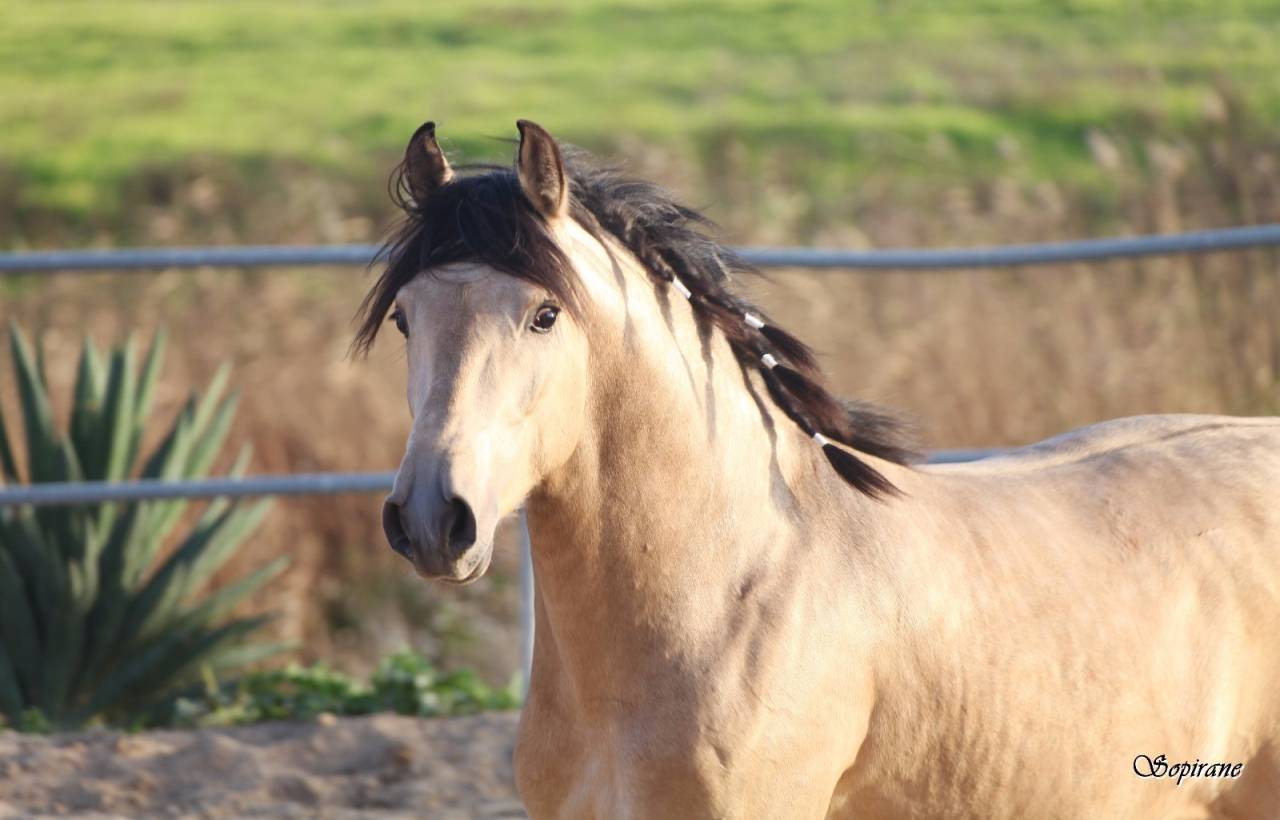 Colt Lusitano For sale 2025 Dark Bay