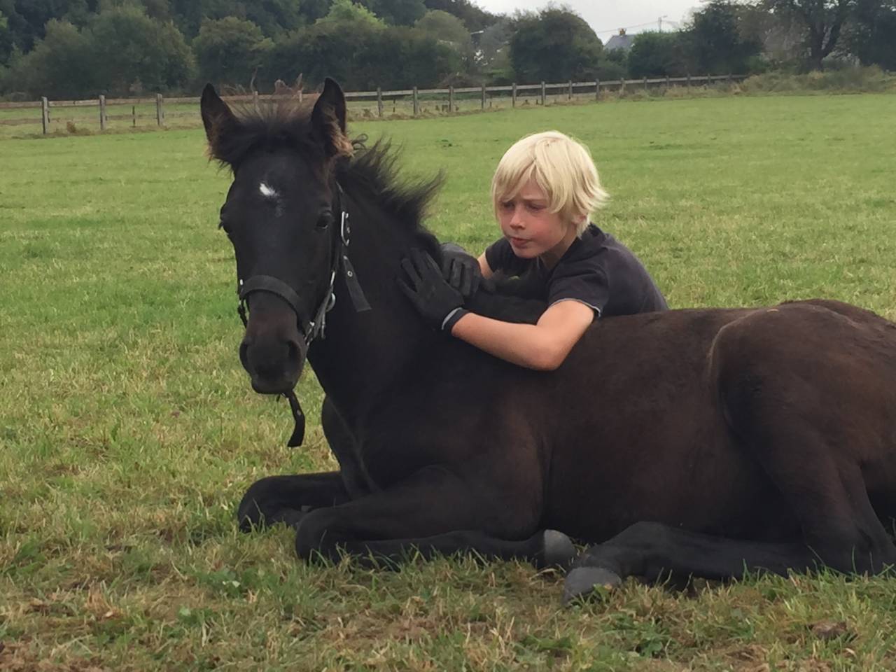 Colt Lusitano For sale 2025 Dark Bay