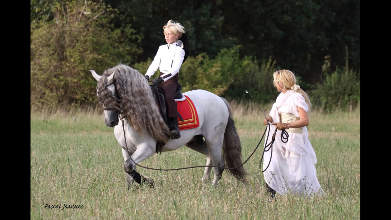 Colt Lusitano For sale 2025 Dark Bay