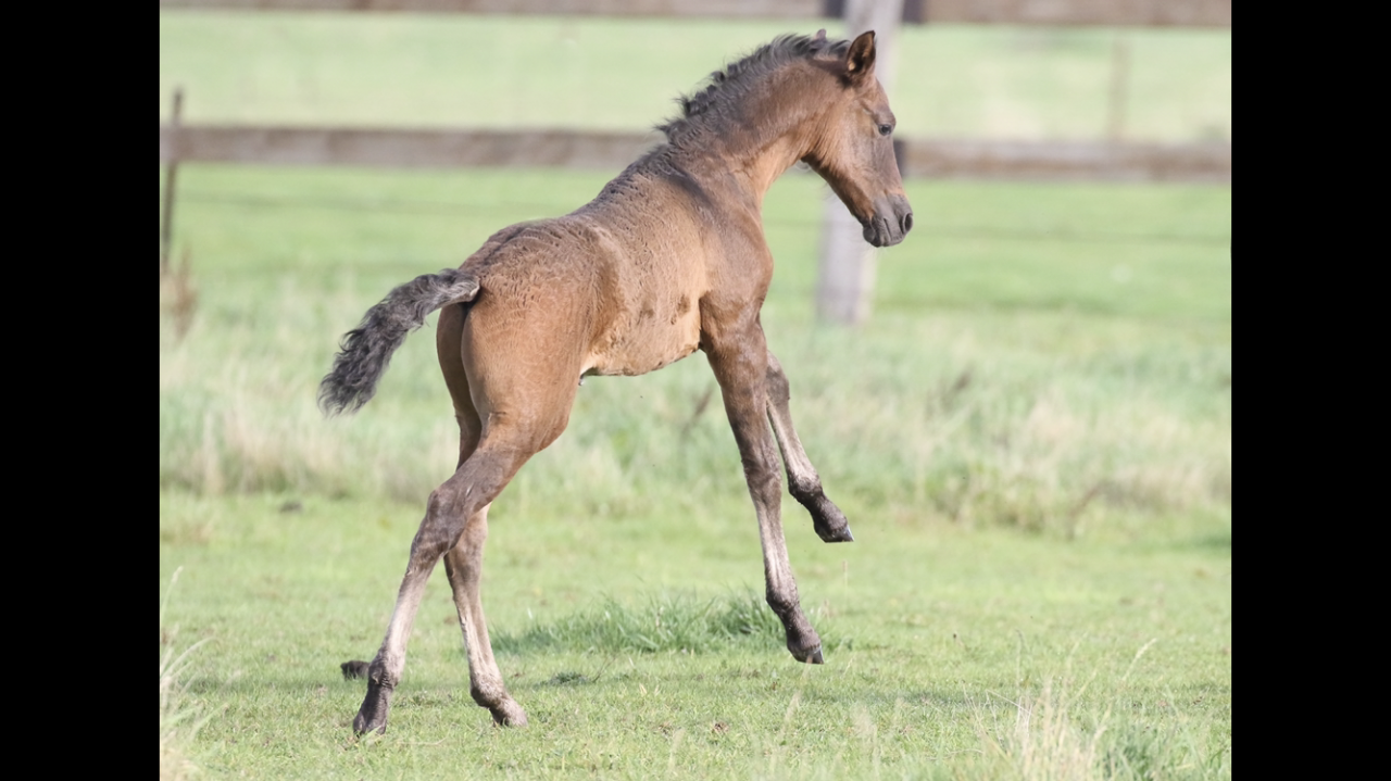 Colt Lusitano For sale 2025 Dark Bay