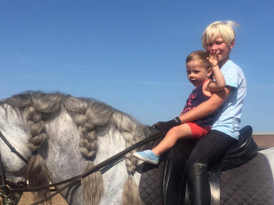 Colt Lusitano For sale 2025 Dark Bay