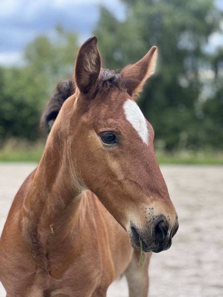 Colt Lusitano For sale 2025 Dark Bay