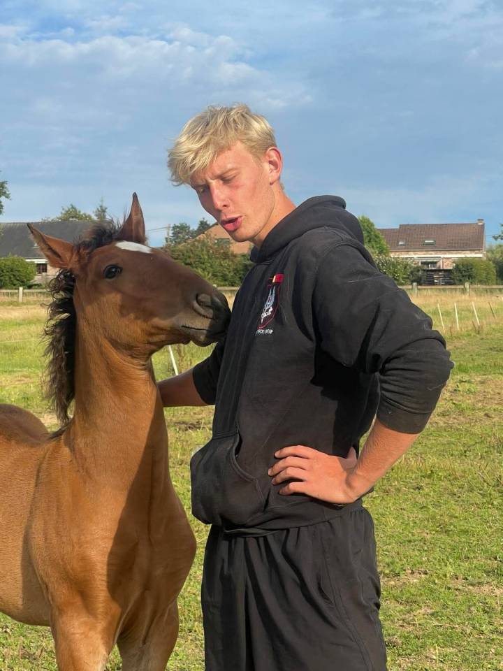 Colt Lusitano For sale 2025 Dark Bay