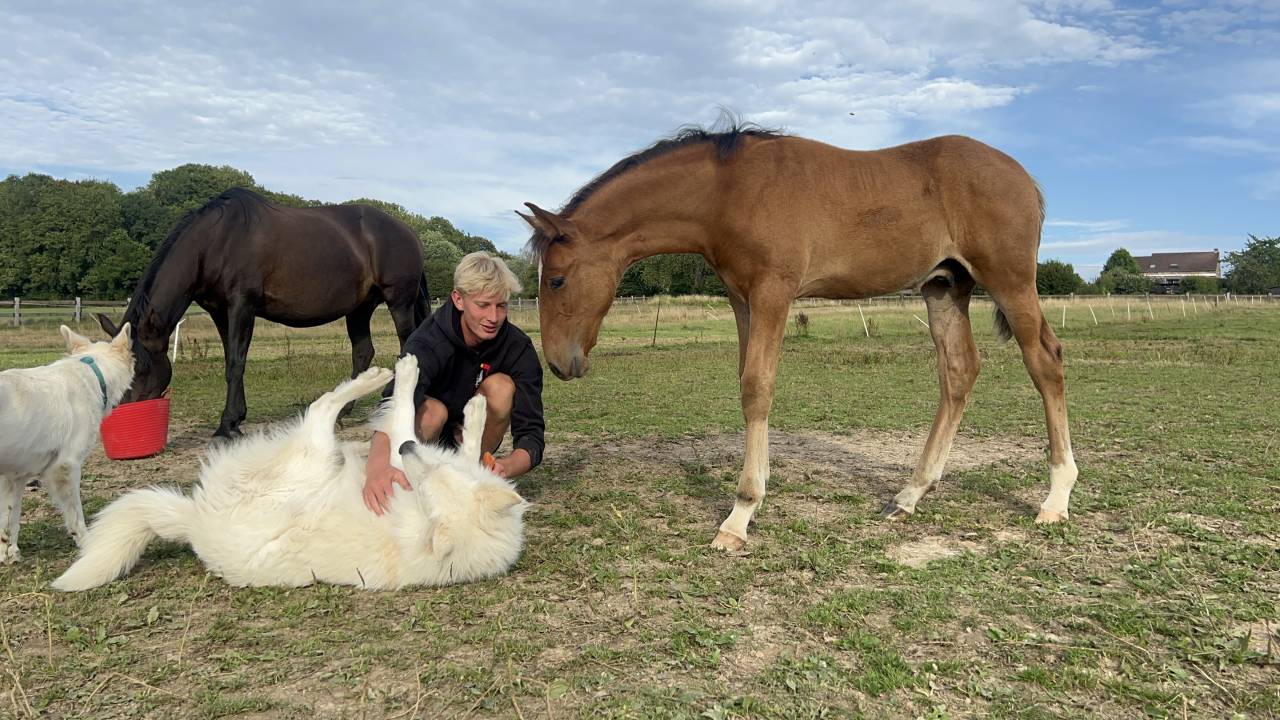 Colt Lusitano For sale 2025 Dark Bay