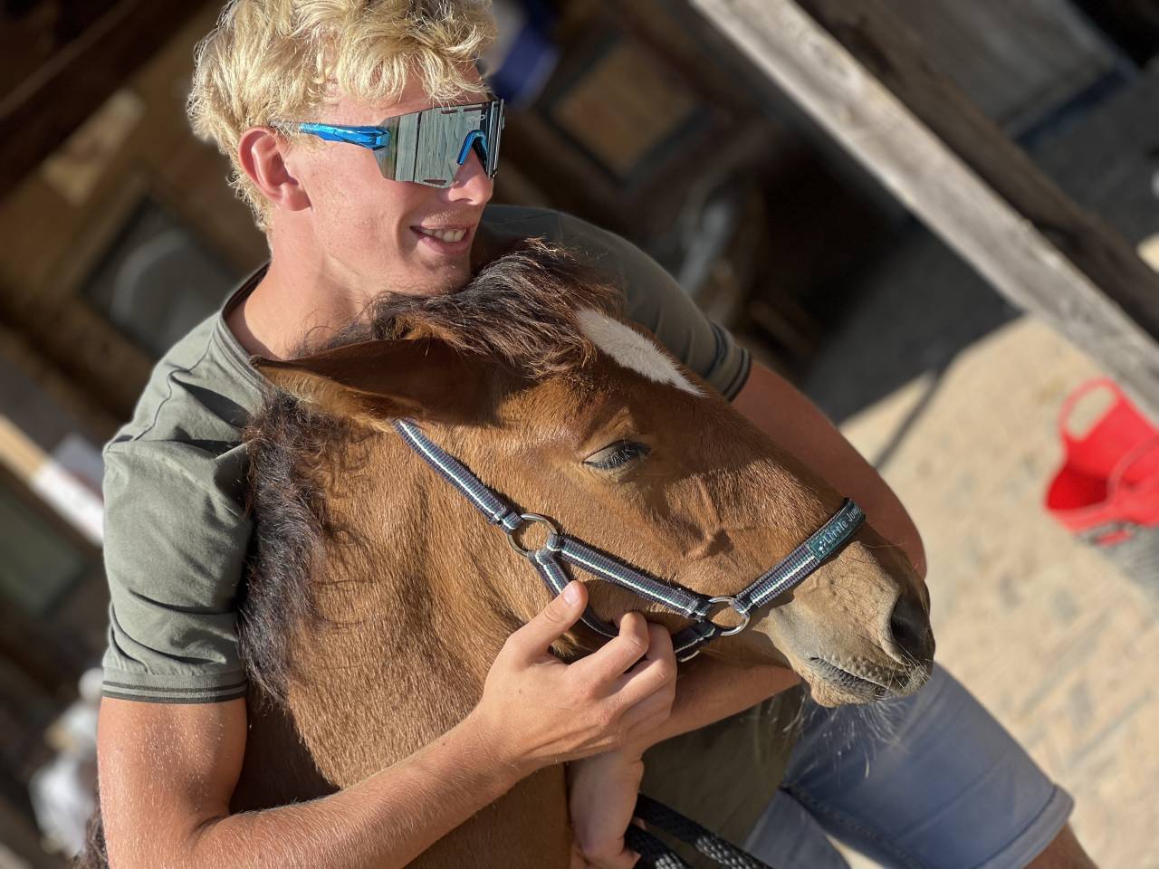 Colt Lusitano For sale 2025 Dark Bay