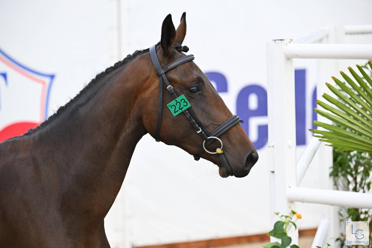 Mare Selle Français For sale 2023 Bay