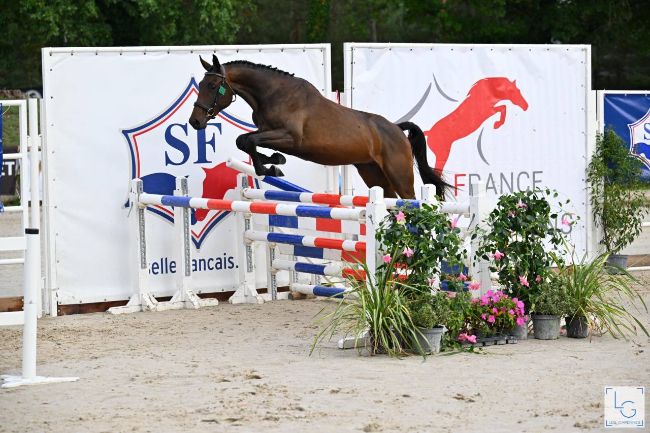 Mare Selle Français For sale 2023 Bay