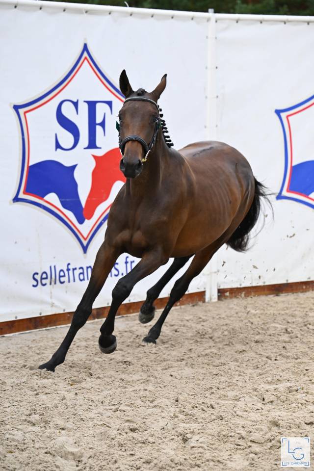 Mare Selle Français For sale 2023 Bay