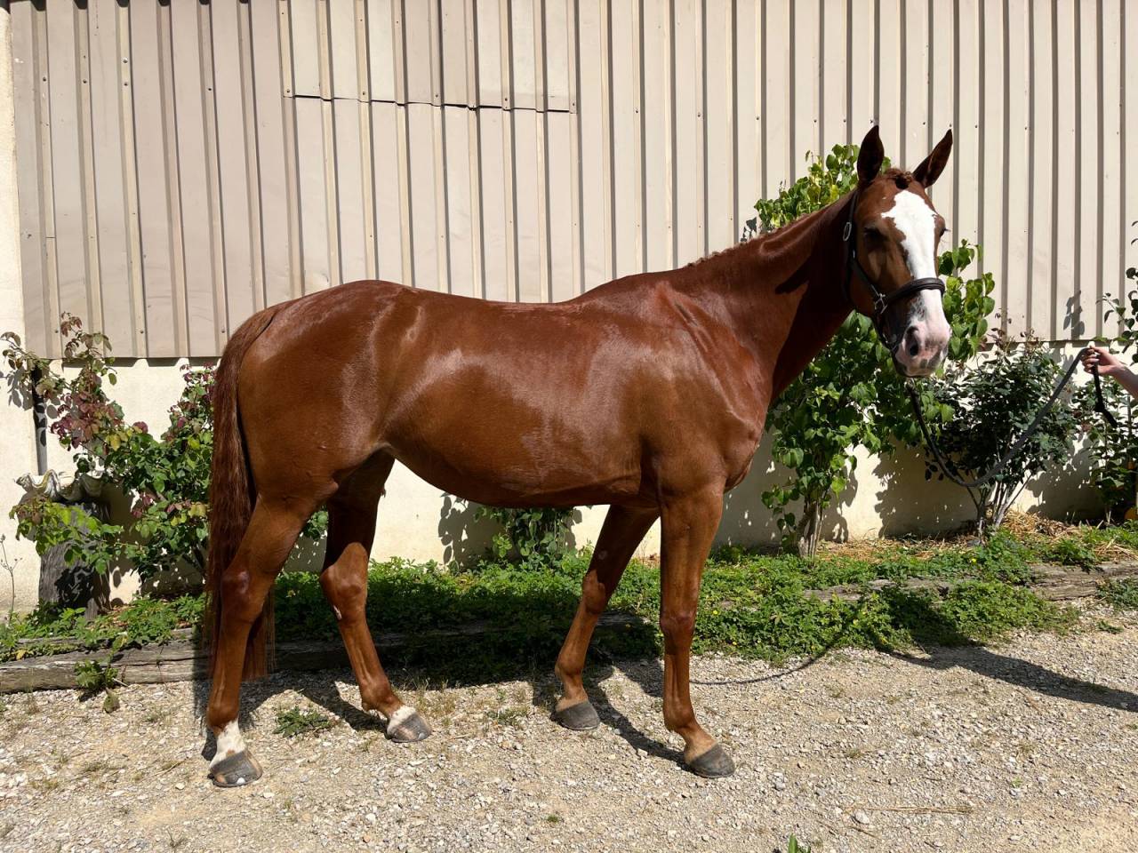 Mare sBs Belgian Warmblood For sale 2020 Chesnut
