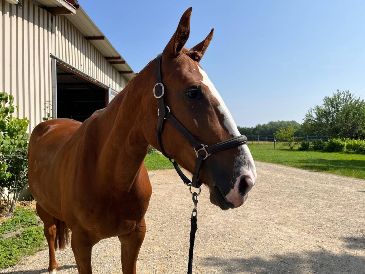 Mare sBs Belgian Warmblood For sale 2020 Chesnut