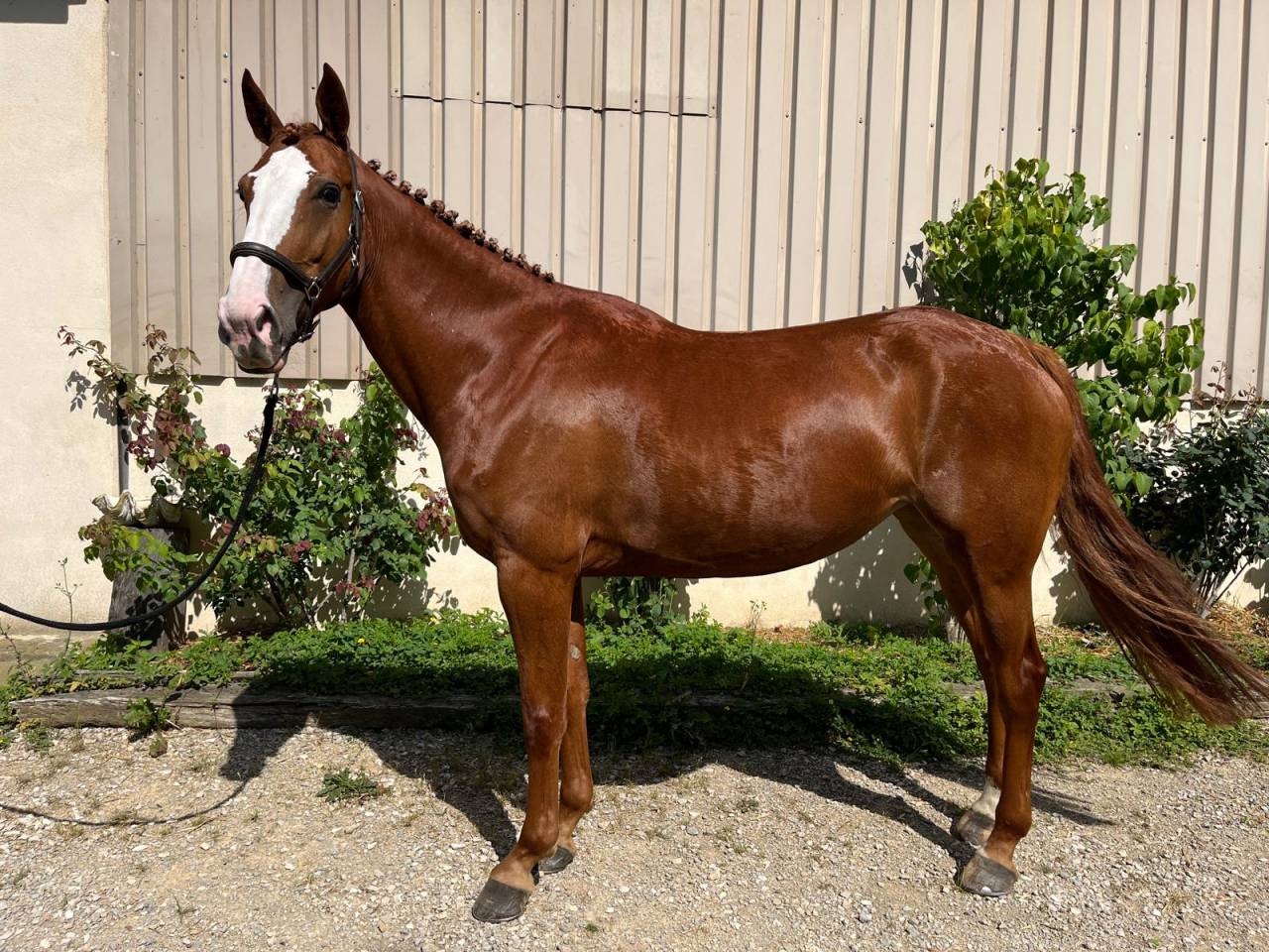 Mare sBs Belgian Warmblood For sale 2020 Chesnut