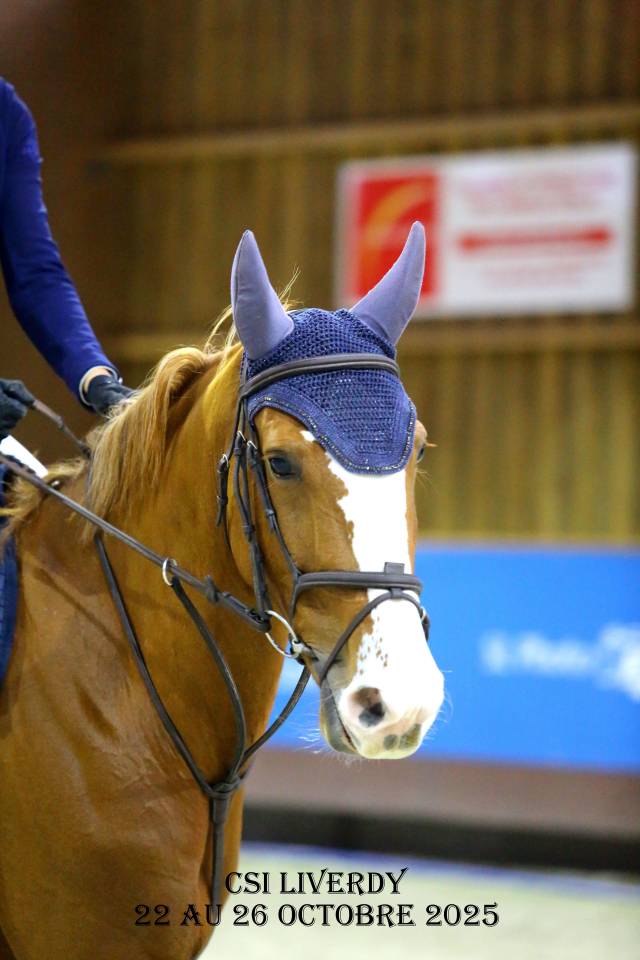 Mare sBs Belgian Warmblood For sale 2020 Chesnut