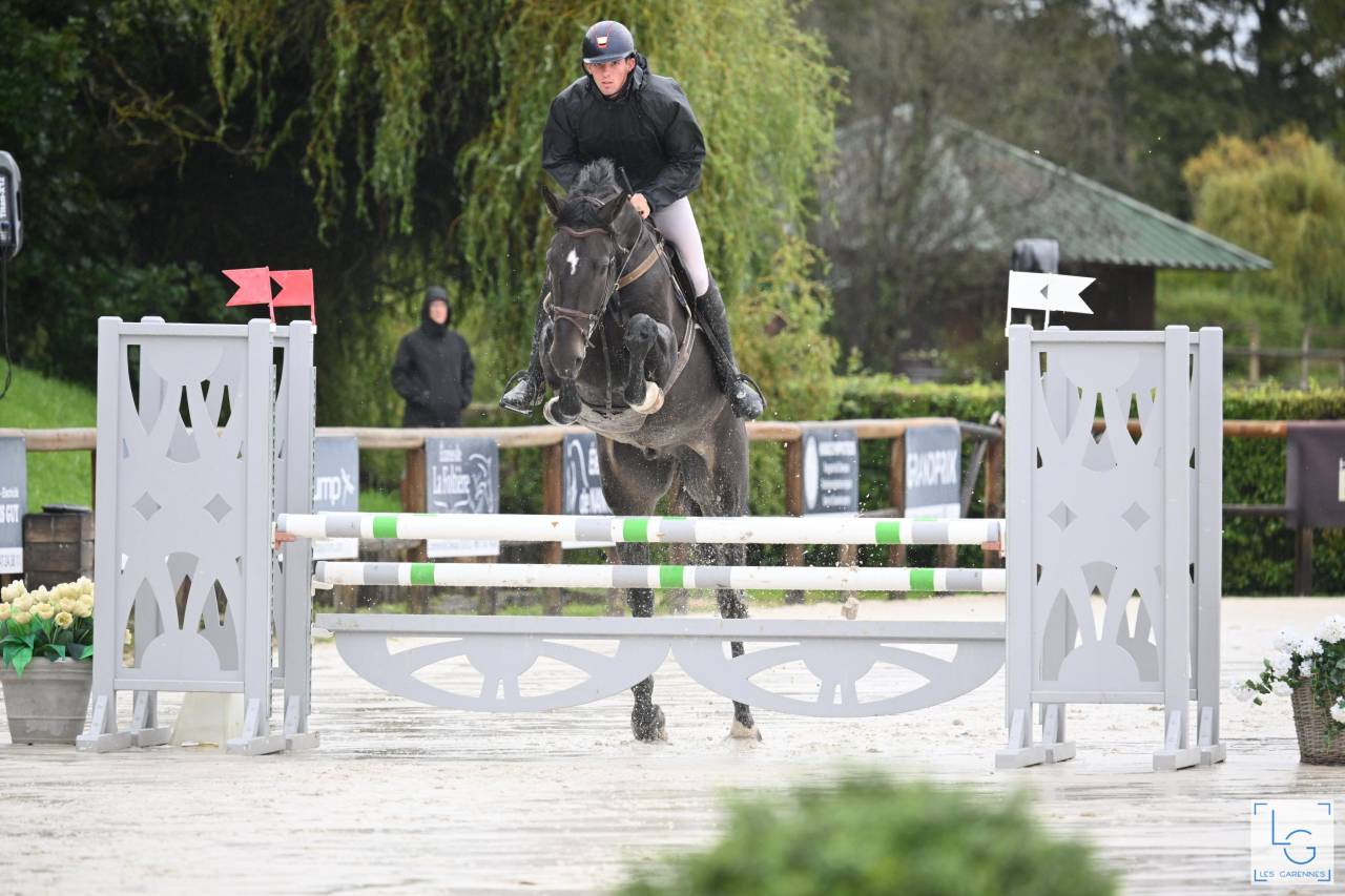 Gelding Zangersheide For sale 2019 Dark Bay