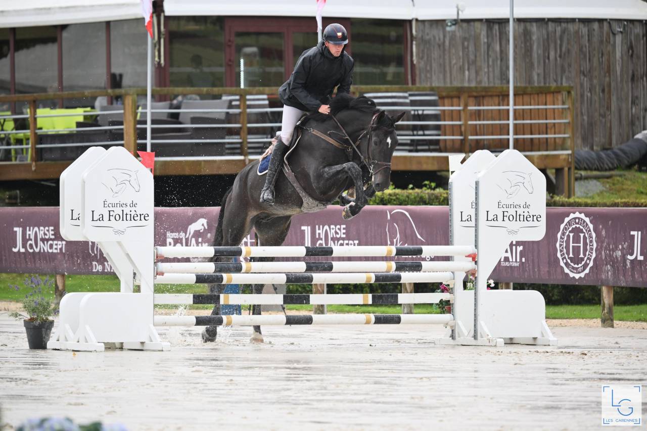 Gelding Zangersheide For sale 2019 Dark Bay