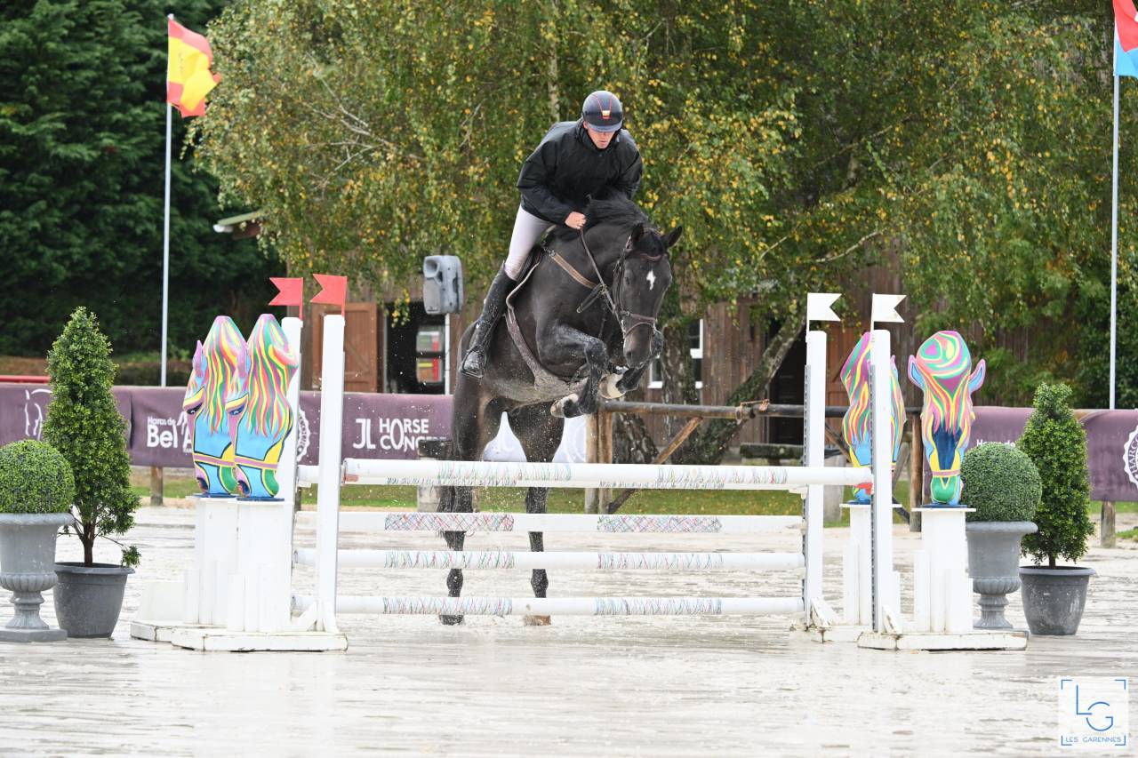 Gelding Zangersheide For sale 2019 Dark Bay