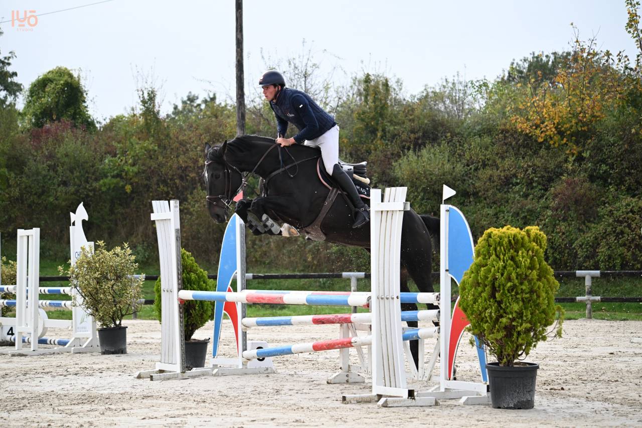 Gelding Zangersheide For sale 2019 Dark Bay