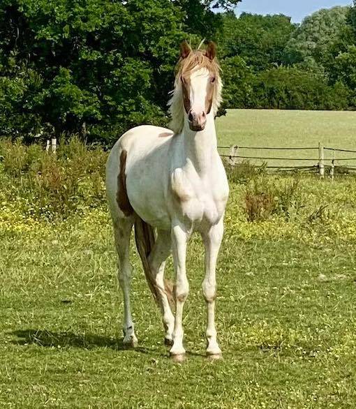 Gelding French Saddle Pony For sale 2023 Tobiano