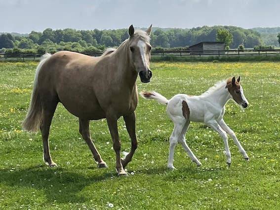 Gelding French Saddle Pony For sale 2023 Tobiano