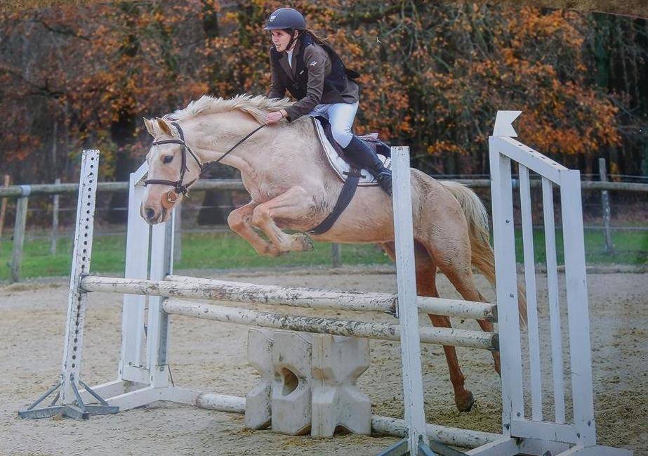 Gelding French Saddle Pony For sale 2023 Tobiano