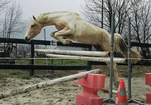 Gelding French Saddle Pony For sale 2023 Tobiano