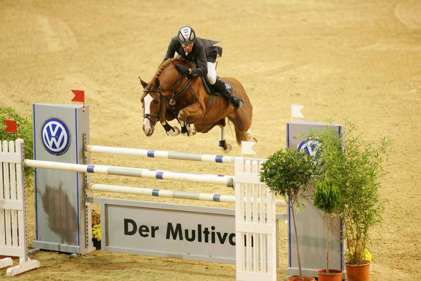 Gelding French Saddle Pony For sale 2023 Tobiano