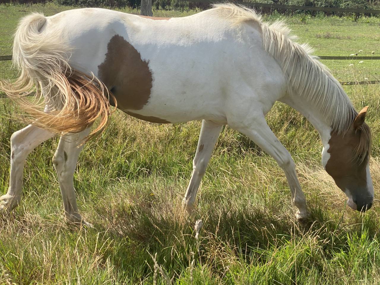 Gelding French Saddle Pony For sale 2023 Tobiano