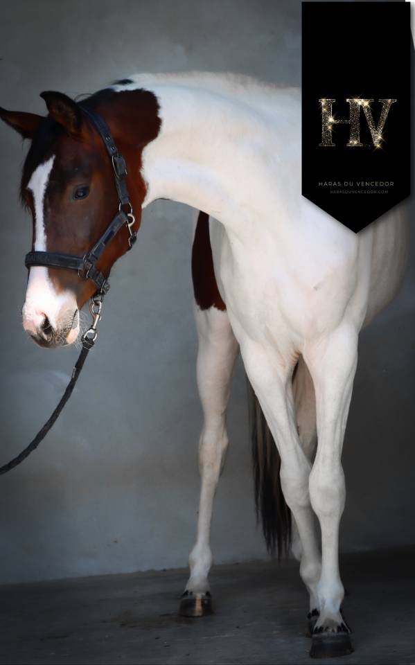 Filly KWPN Dutch Warmblood For sale 2023 Tobiano