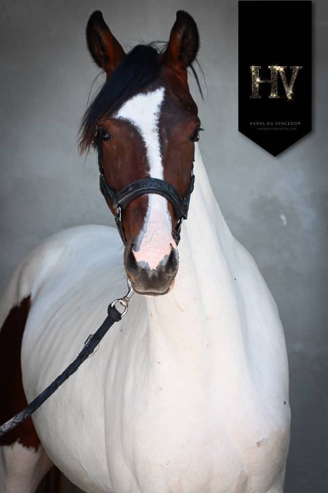 Filly KWPN Dutch Warmblood For sale 2023 Tobiano