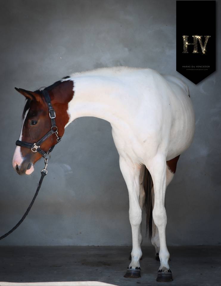 Filly KWPN Dutch Warmblood For sale 2023 Tobiano