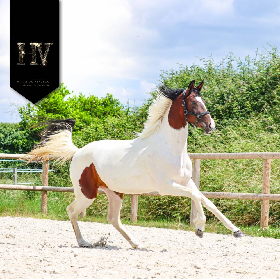 Filly KWPN Dutch Warmblood For sale 2023 Tobiano