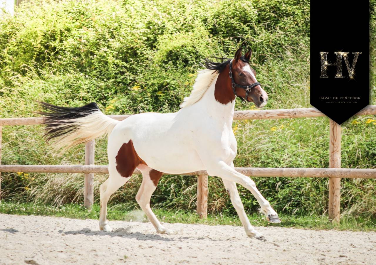 Filly KWPN Dutch Warmblood For sale 2023 Tobiano