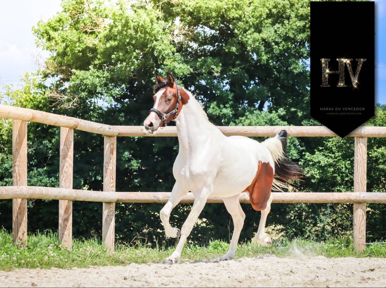 Filly KWPN Dutch Warmblood For sale 2023 Tobiano