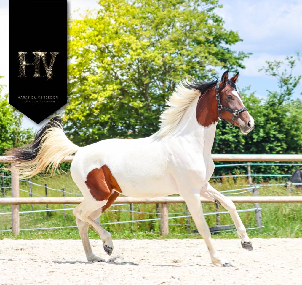 Filly KWPN Dutch Warmblood For sale 2023 Tobiano