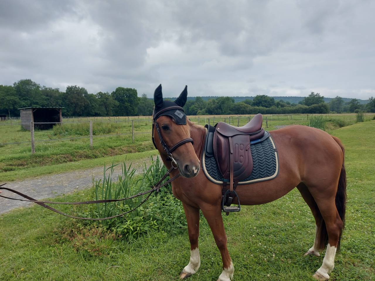 Mare Other Pony Breed For sale 2019 Liver chestnut