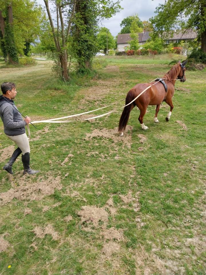 Mare Other Pony Breed For sale 2019 Liver chestnut