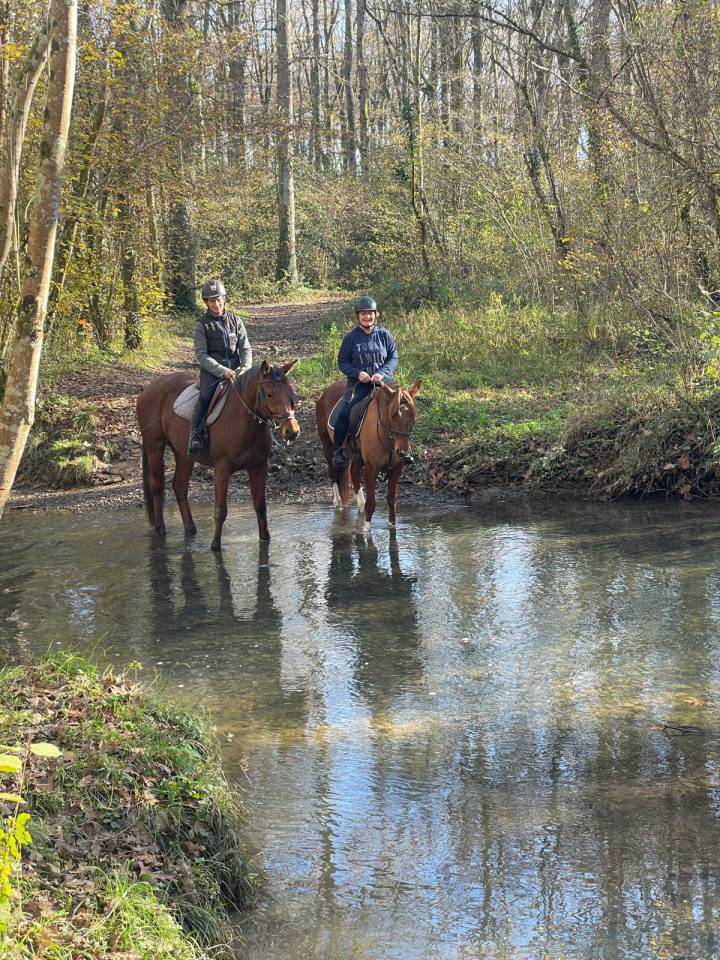 Mare Other Pony Breed For sale 2019 Liver chestnut