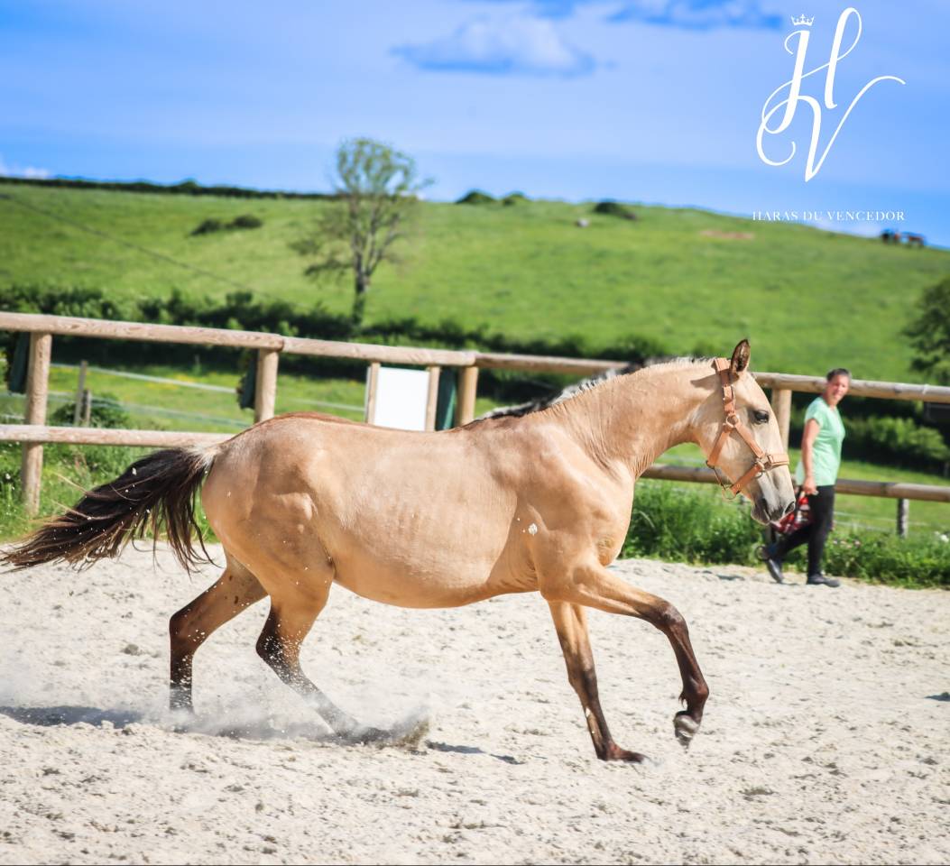 Filly Lusitano For sale 2023 Buckskin
