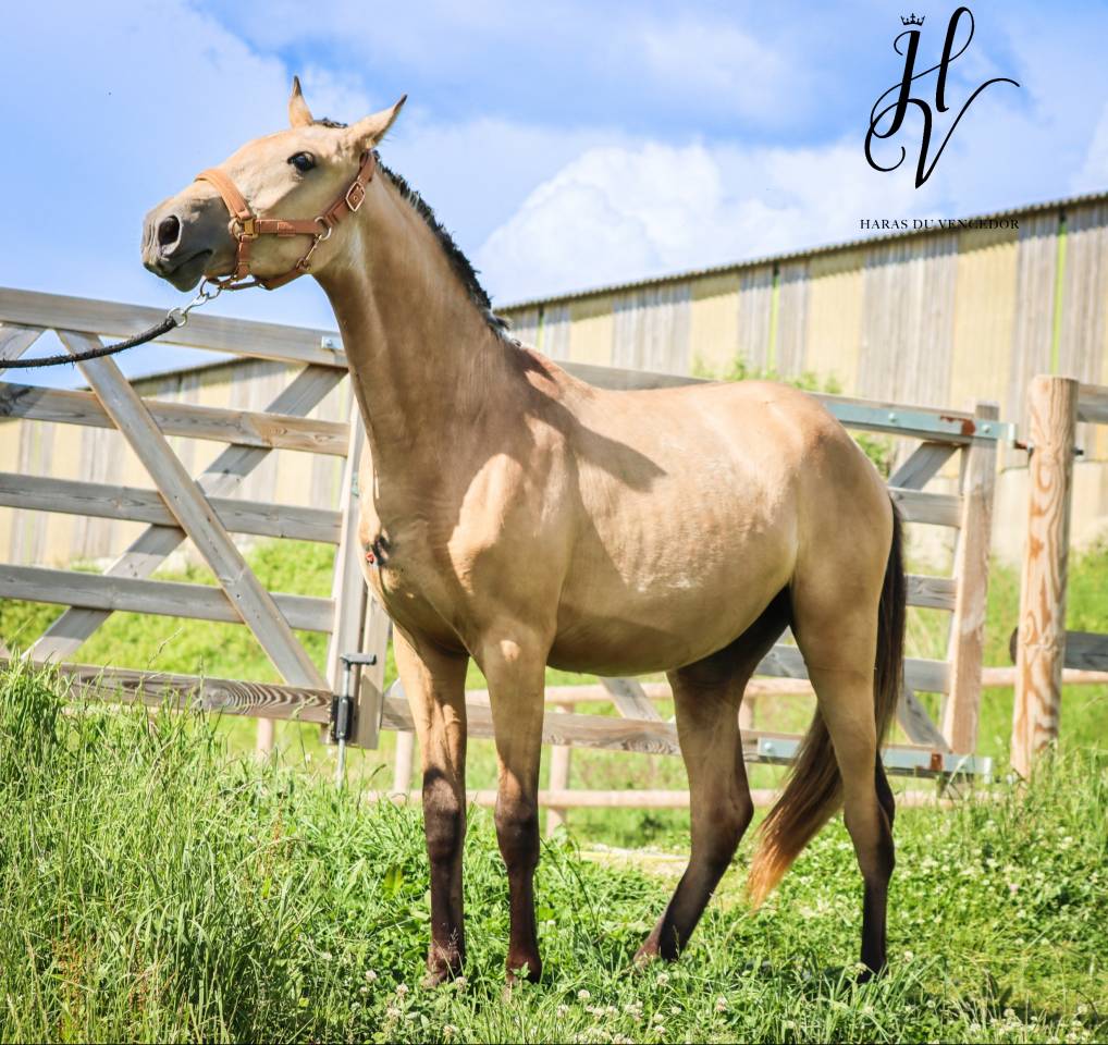 Filly Lusitano For sale 2023 Buckskin