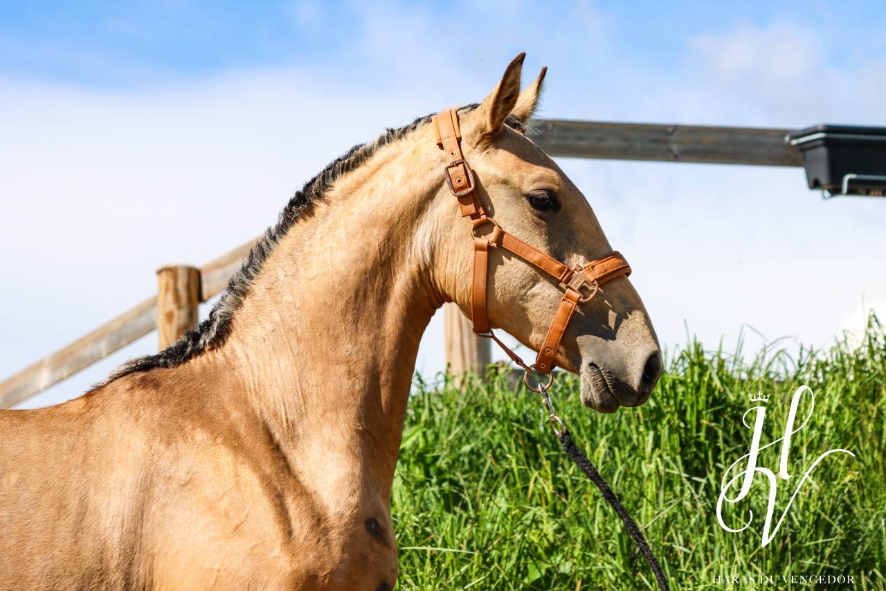 Filly Lusitano For sale 2023 Buckskin