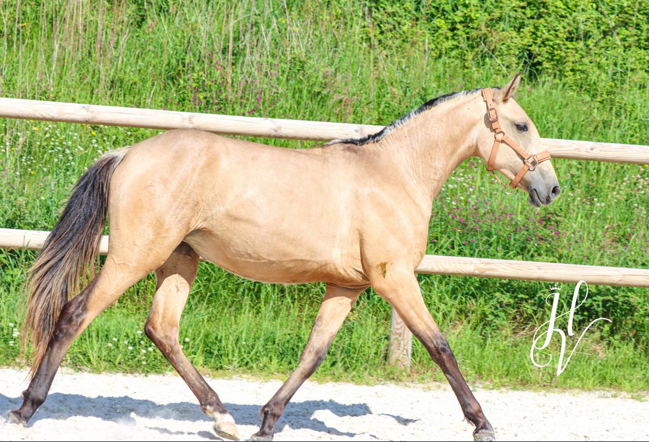 Filly Lusitano For sale 2023 Buckskin